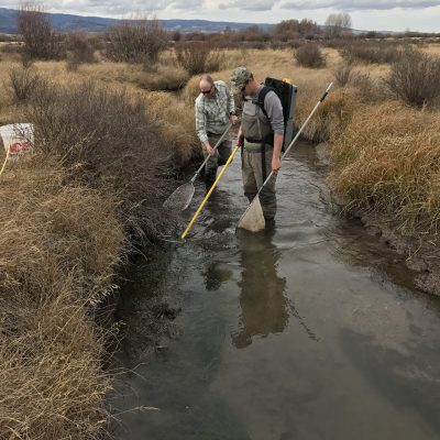 fish research