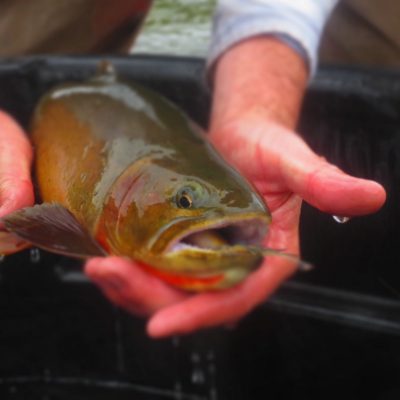 Teton River Cutty