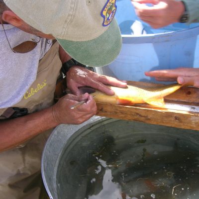 fish research